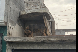Imagen difundida en redes sociales muestra a un perro presuntamente abandonado y encadenado en la azotea de un domicilio.