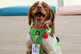 “Manchas”, el perro entrenado para localizar fugas ocultas, ha sido clave para reducir tiempos de reparación y evitar el desperdicio de miles de litros en Saltillo, según Aguas de Saltillo.