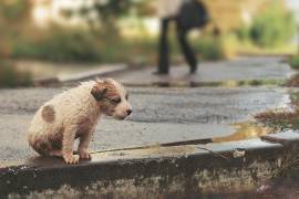 Personal del Centro de Bienestar Animal reforzará programas de atención a perros y gatos en situación de calle.