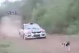 Perro se salva de morir atropellado en un Rally