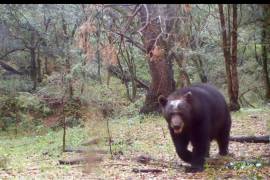 En el video se observa a varios osos negros buscando alimento y agua.