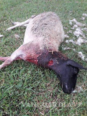 $!Criatura ataca ganado en Veracruz, dicen que es el chupacabras