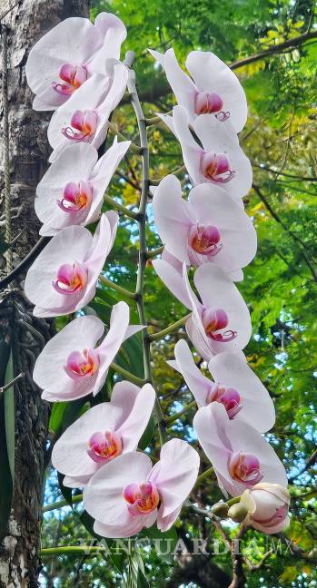 $!Phalaenopsis amabillis.