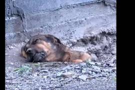 Dignidad Animal A.C. informó que el perro se encuentra en estado crítico y recibe atención especializada en la clínica Only Pets.