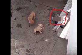 Dos cachorros sobreviven en un patio junto al cuerpo de un tercero ya sin vida, reflejo del abandono y la falta de alimento en una vivienda de la colonia Las Teresitas.