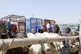 La mayoría de los casos activos de gusano barrenador en Coahuila se concentra actualmente en la región sureste, donde se detectaron los primeros contagios del brote.
