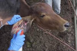 La Secretaría de Desarrollo Rural de Coahuila reforzó la vigilancia sanitaria en los accesos al estado ante la detección de casos en entidades vecinas, con el objetivo de prevenir riesgos a la producción ganadera y agropecuaria local.