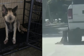 Darsy permanece bajo atención veterinaria tras sufrir múltiples laceraciones al ser arrastrada por una camioneta en calles de Acuña.