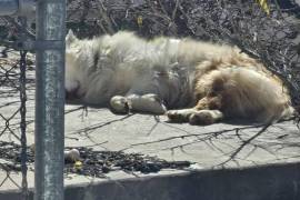 El perrito, según la denunciante, ha permanecido en el techo por días, incluso con nieve encima durante los pasados días de clima extremo en la ciudad.