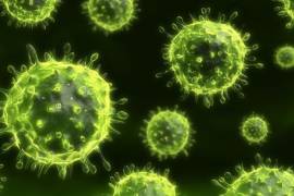 El Virus Nipah, detectado por primera vez en 1998, tiene una tasa de mortalidad del 70% y una nueva cepa podría representar la peor pandemia que haya vivido la humanidad.