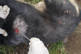 Saltillo concentra el mayor número de gusano barrenador en perros en el Estado.