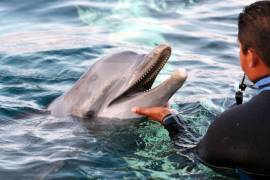 Investiga Estados Unidos muerte de 279 delfines en Golfo de México