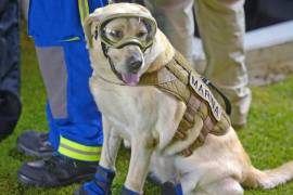 Diablos Rojos le harán un monumento a la perrita Frida