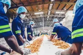 Entre los molinos de Saltillo y Sabinas se cuenta con 400 empleos y una molienda de 9 mil toneladas, un 60% corresponde a la capital. FOTO: