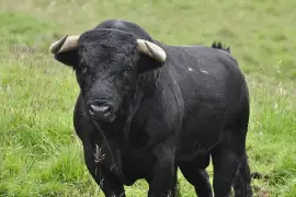 La Secretaría de Agricultura y Desarrollo Rural de Michoacán confirmó el primer caso de gusano barrenador en el estado.