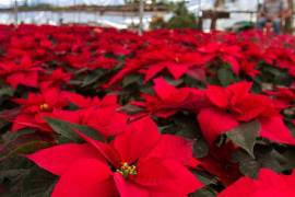 Hoy 8 de diciembre se conmemora el Día Nacional de la Flor de Nochebuena.
