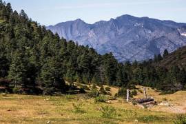 Las semillas de pino serán esparcidas principalmente en zonas que han sido arrasadas por incendios forestales.