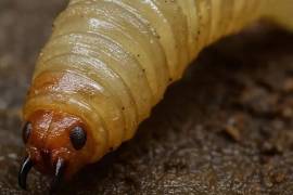 El plan de trabajo contempla la formación de comités estatales y regionales.