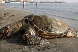 Especialistas presumen que las tortugas golfinas murieron a consecuencia de redes de pesca abandonadas a la deriva