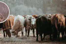 Entre las recomendaciones emitidas se encuentra la inspección de becerros recién nacidos, así como la atención inmediata de lesiones ocasionadas por manejo, cercos o procedimientos de campo.