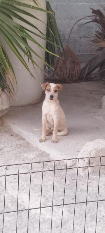 $!Karla Barajas, médico veterinaria de Pet Save, contó a VANGUARDIA que el perrito de talla mediana llegó a su establecimiento siendo “bebesito”.
