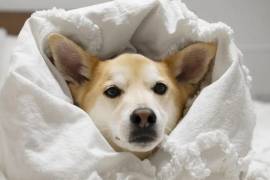 En invierno, las mascotas gastan más energía y requieren agua tibia y una dieta ligeramente más calórica.