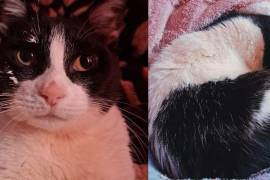 Vagera es una gatita que, por su condición física y edad, requiere de los cuidados especiales que recibe en su hogar.