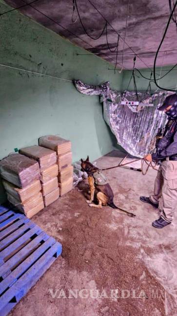 Nuevo León: Incautan más de 260 kilos de droga en cateos a viviendas en Apodaca