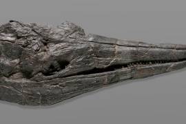 Cráneo de la primera criatura gigante que habitó la Tierra, el ictiosaurio Cymbospondylus youngorum. EFE/Natalja Kent/NHM