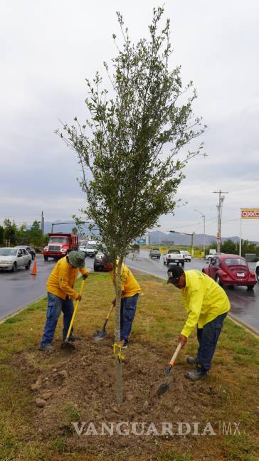 $!Comienza reforestación en el bulevar Colosio de Saltillo