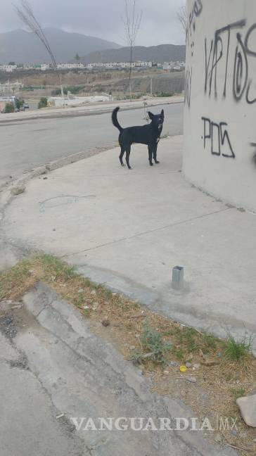 Perro persigue a motociclista y la tumba, en Ramos Arizpe