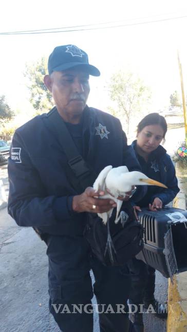 $!Entre las especies reubicadas están osos negros, tlacuaches, aves rapaces, serpientes, mapaches, cacomixtles, zorros, venados y cotorros.