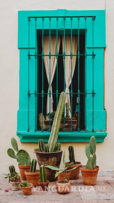 $!La planta mexicana por excelencia es el cactus, así que tenlo en cuenta para decorar.