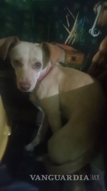 $!Autoridades y asociaciones rescatistas reiteraron el llamado a evitar el uso de pirotecnia y a reforzar medidas de protección para los animales durante celebraciones, a fin de prevenir extravíos y situaciones de riesgo.