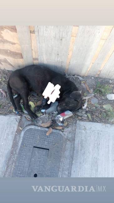 Crueldad extrema: mutilan a perrito en colonia El Tanquecito, en Saltillo; lo rescata Policía Ambiental