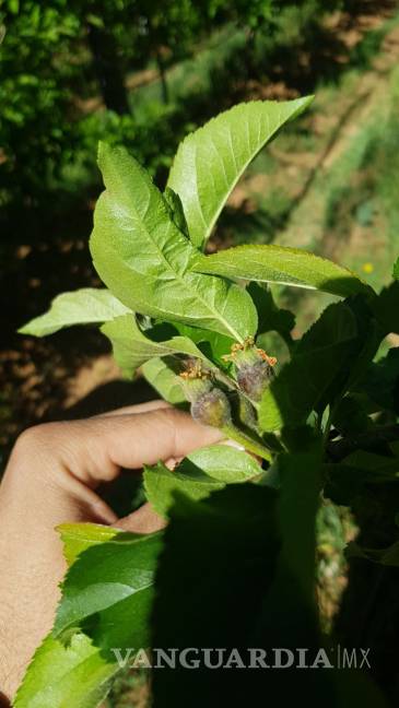 $!Productores de Arteaga declaran pérdida total de cosecha de manzana; el daño es irreparable