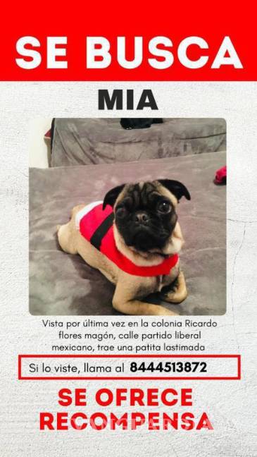 $!Autoridades de Medio Ambiente advirtieron que la pirotecnia representa una amenaza para los animales, ya que los sonidos y vibraciones pueden provocar conductas de riesgo.