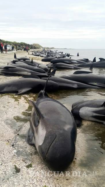 $!Más ballenas encallan en Nueva Zelanda, suben el total a 650
