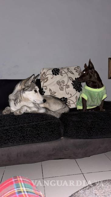 $!“Chaparro”, el fiel compañero de aventuras de “Lobo”, permanece en casa a la espera de su amigo inseparable, con quien suele recorrer juntos la colonia y compartir cada descanso.