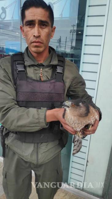 $!El oficial Isidro Barrios aseguró cuidadosamente al halcón peregrino en los locales comerciales de la plaza Echeverría.