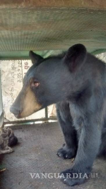 $!Capturan oso negro en la Sierra de Arteaga