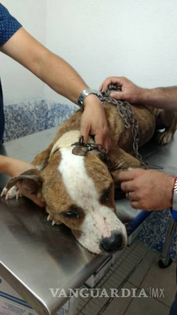 $!Perro encadenado, desnutrido y expuesto a temperaturas de 45 grados es rescatado en Piedras Negras (Video)