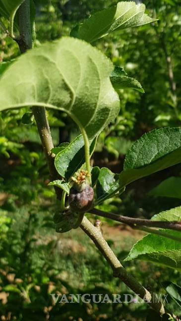 $!Productores de Arteaga declaran pérdida total de cosecha de manzana; el daño es irreparable