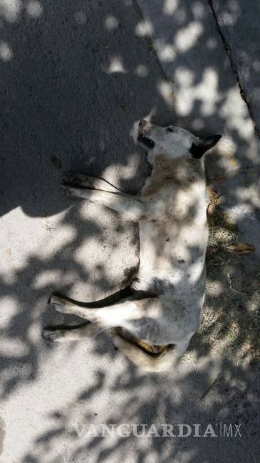 $!Envenenan a 8 perros en Nava; van contra los responsables