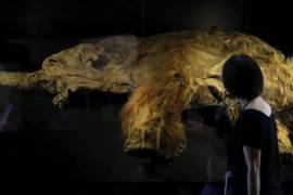 Una persona mira los restos de un mamut lanudo hallado en Siberia.