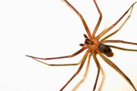¿Has visto esta araña en tu casa? ¡Cuidado!... es una de las más venenosas y letales