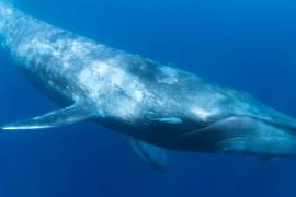 ‘La ballena azul’, juego virtual que mantiene alerta a Ciberpolicía