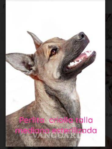 Saltillo: ¿has visto estos perritos? Asaltan a Fundación Lomitos al Rescate y varios se perdieron