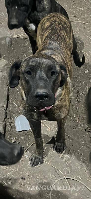 $!Los dueños de los canes piden a la comunidad reportar cualquier avistamiento y acudir a la Policía Municipal para facilitar la recuperación de los animales.