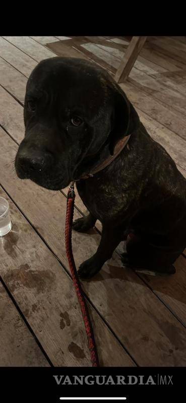 $!El incendio debilitó la estructura que contenía a los canes de raza Gran Danés Presa Canario, lo que les permitió salir del predio durante la madrugada.